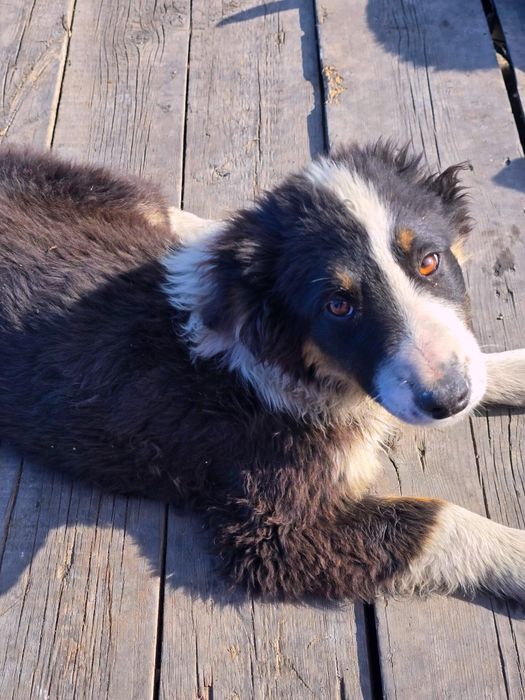 Щенок собака дворовая 4 месяца девочка