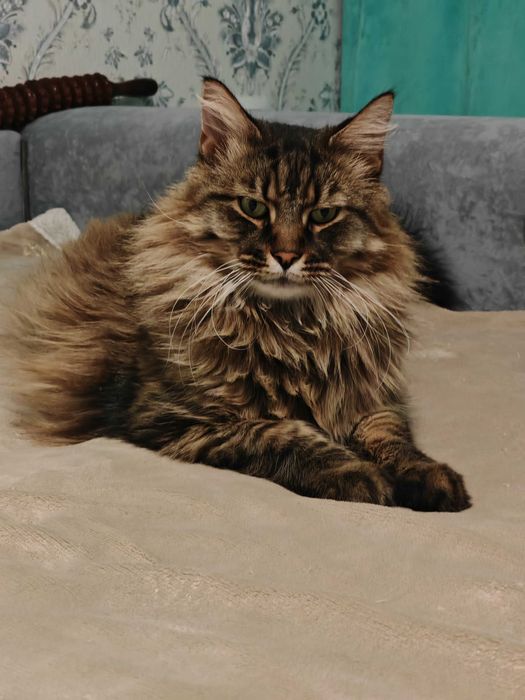 Потерялся кот Косшы