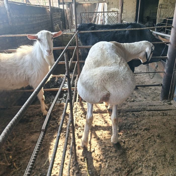 Qazoqi qoʻchqor   sotiladi