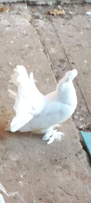 Porumbei voltați indieni