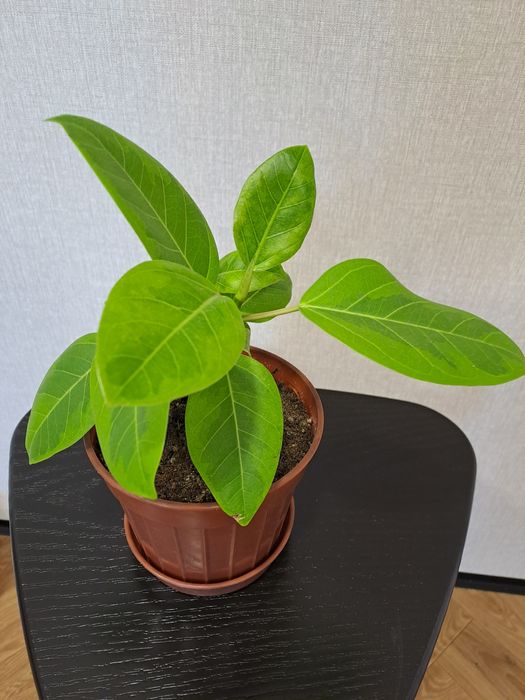 Продам комнатные цветы