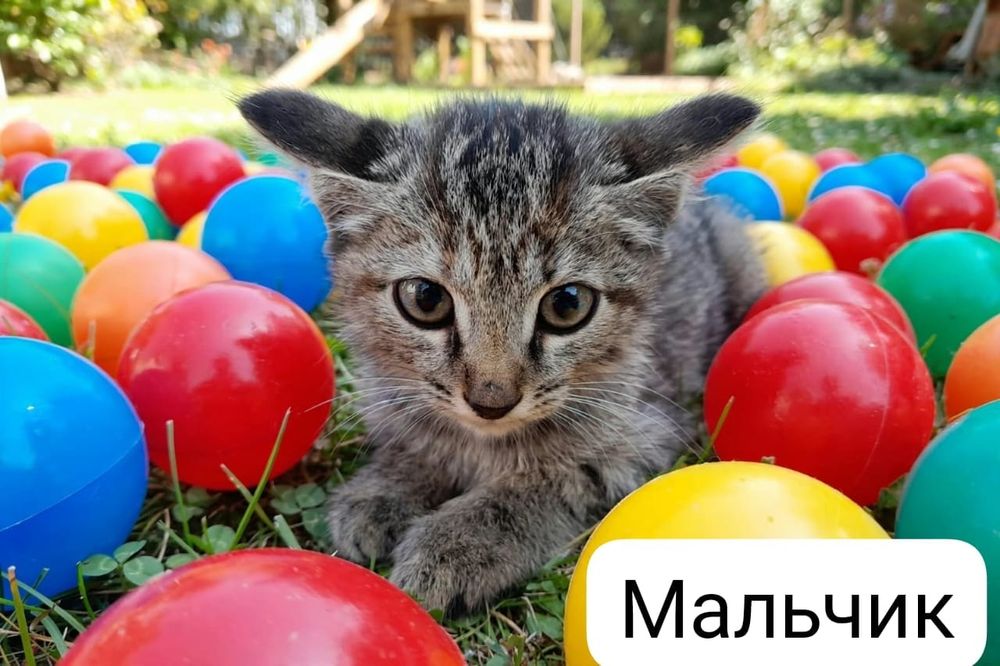 Пристраиваются в добрые руки