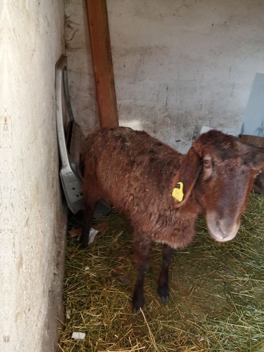 Бордақы ұрғашы тоқты