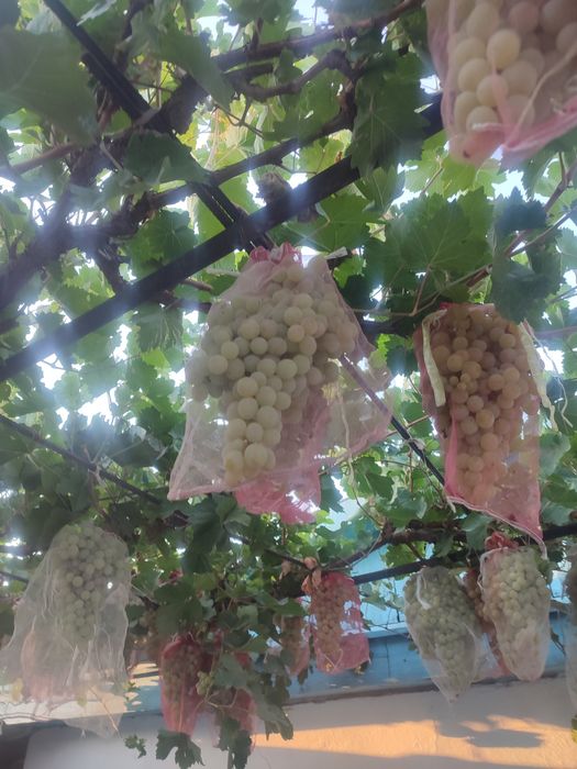 Продаются овощи и фрукты