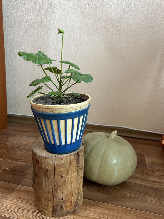 Продам  герань, хлорофитум