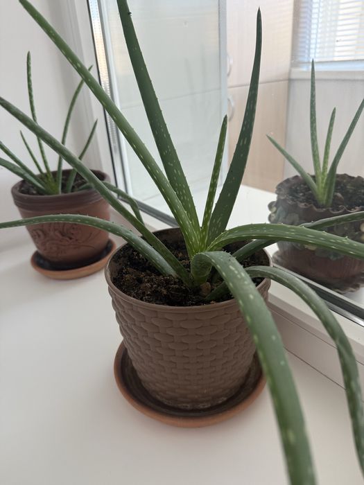 Цветы Алое вера лечебные