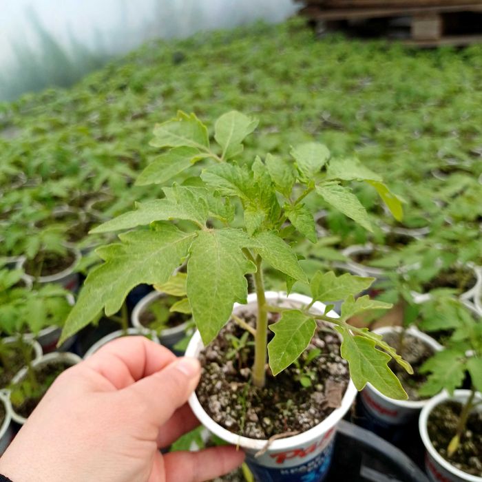 Продаваме Разсад- Домати