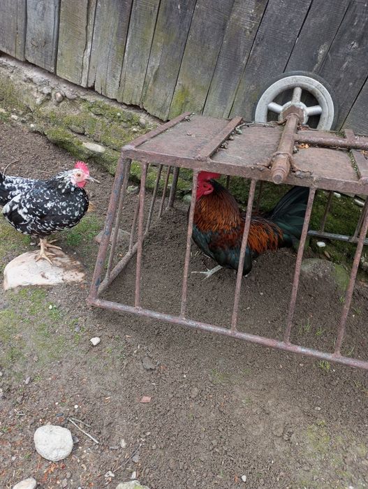 Oua incubat proaspete de la pasarile din imagine!