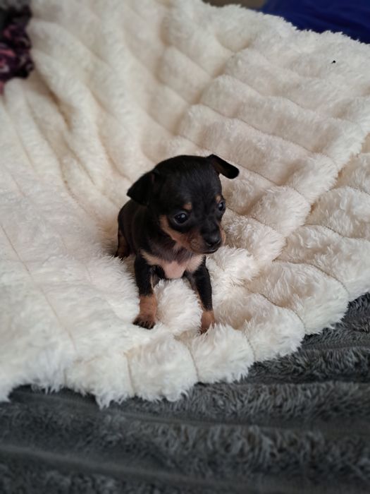 Продам мини той терьера девочку