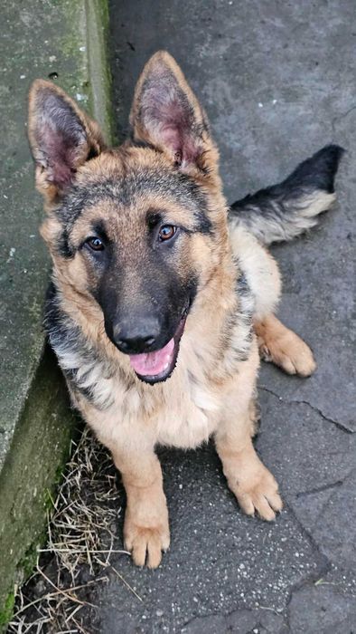 Женска немска овчарка