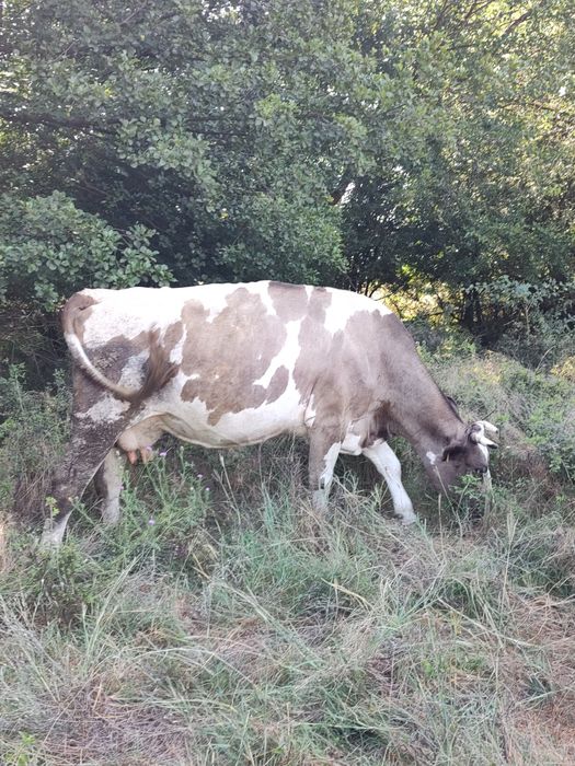 Vănd vaci Holstein cu 8250 lei