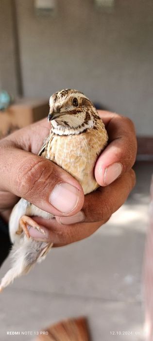 Bedana sayroqi kafolat beriladi sayrashi chiroyli