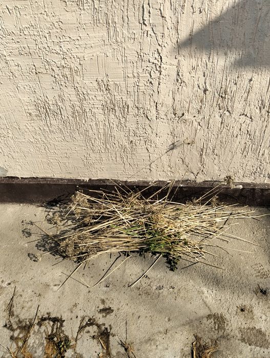 Семена прекрасного джусая