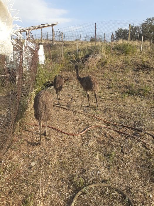 Pui strut emu australian