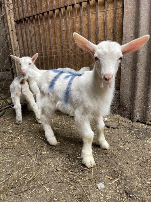 Super oferta de vanzare iezi sannen