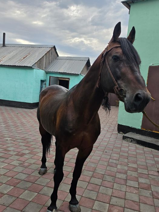 Продам Племенова коня!