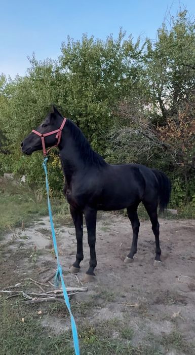 Астана продается Жеребец