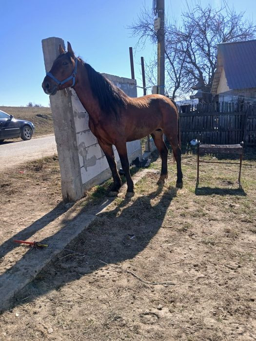 De vânzare harmasar