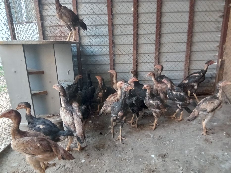 Продам цепляет дакан