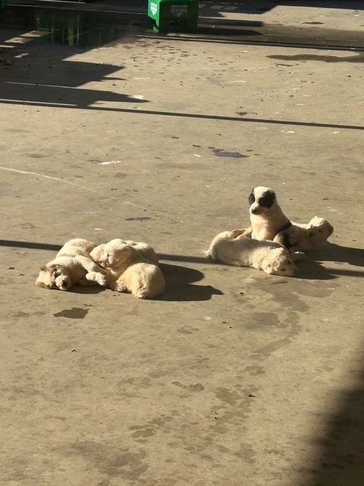 Кученца Алабай породисти с родословие