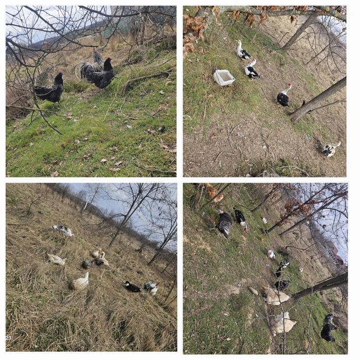 Vând ouă consum/incubat