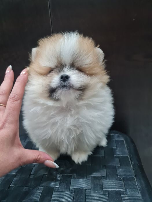 Померан мини мъжко и женско