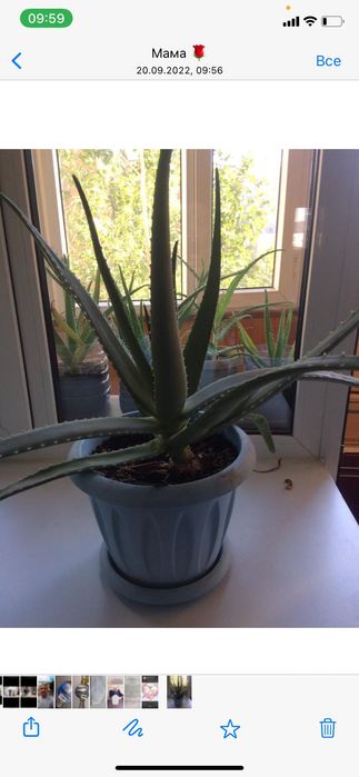 Алое лечебное алое