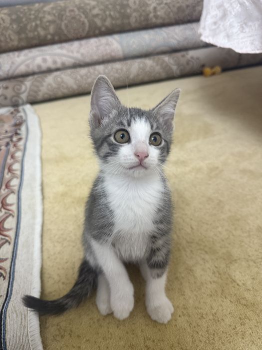 Отдам бесплатно котята