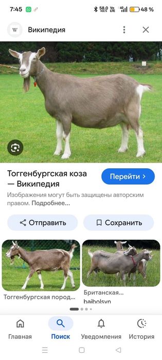Сүті сауынды ешкі
