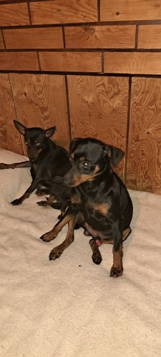 Пинчер  с БГ ПАСПОРТ