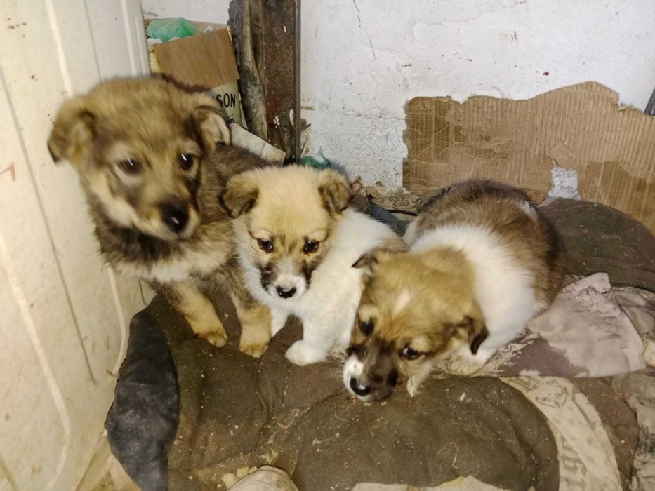 Маленькие звонки в добрые руки