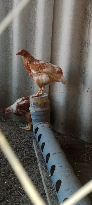 Сатуда балапандар бар
