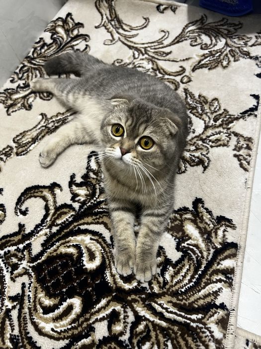 Mushuk bor o’g’il bola 6-7 oylik 150$