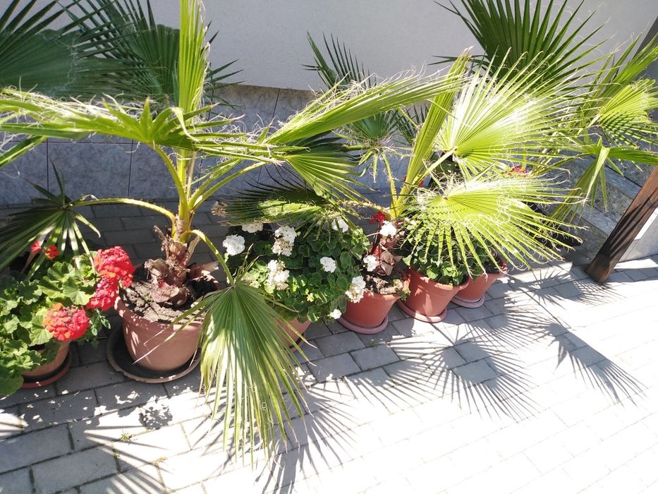 Vand Semințe palmier..