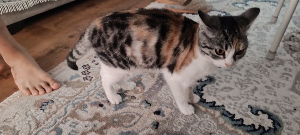 Отдам красивого котенка