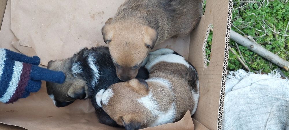 Прекрасни кученца