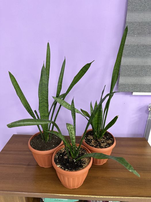 Замиакулькас black и сансевиерия