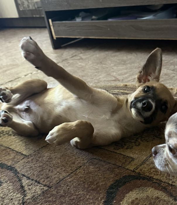 Бонифаций ищет дом