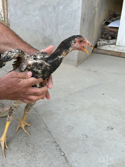 2 ta Zotdor kulangi tovuqchalar sotiladi