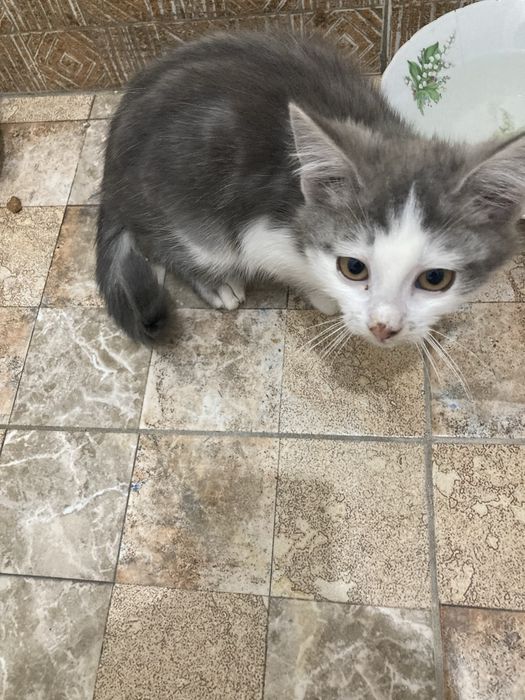 котик мальчик 2 мес в добрые руки