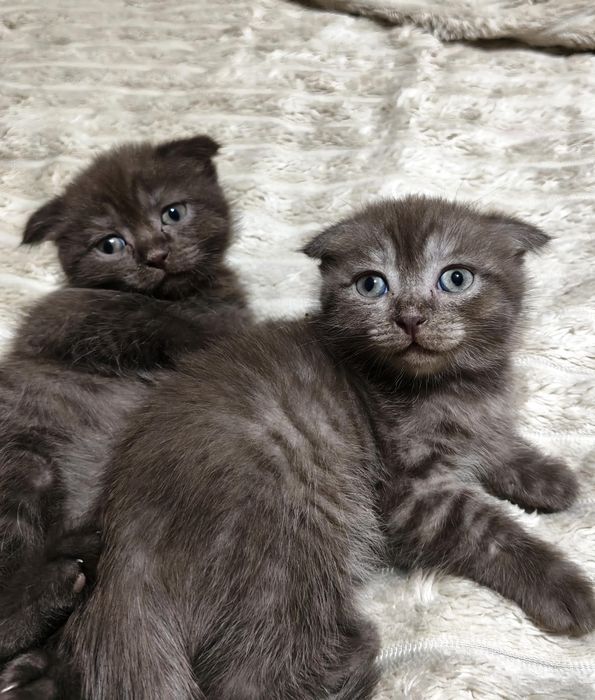 Продам котят  шотландского котёнка скоттиш фолд