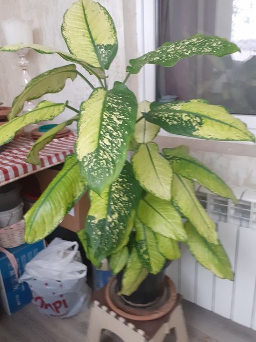 Комнатные  цветы