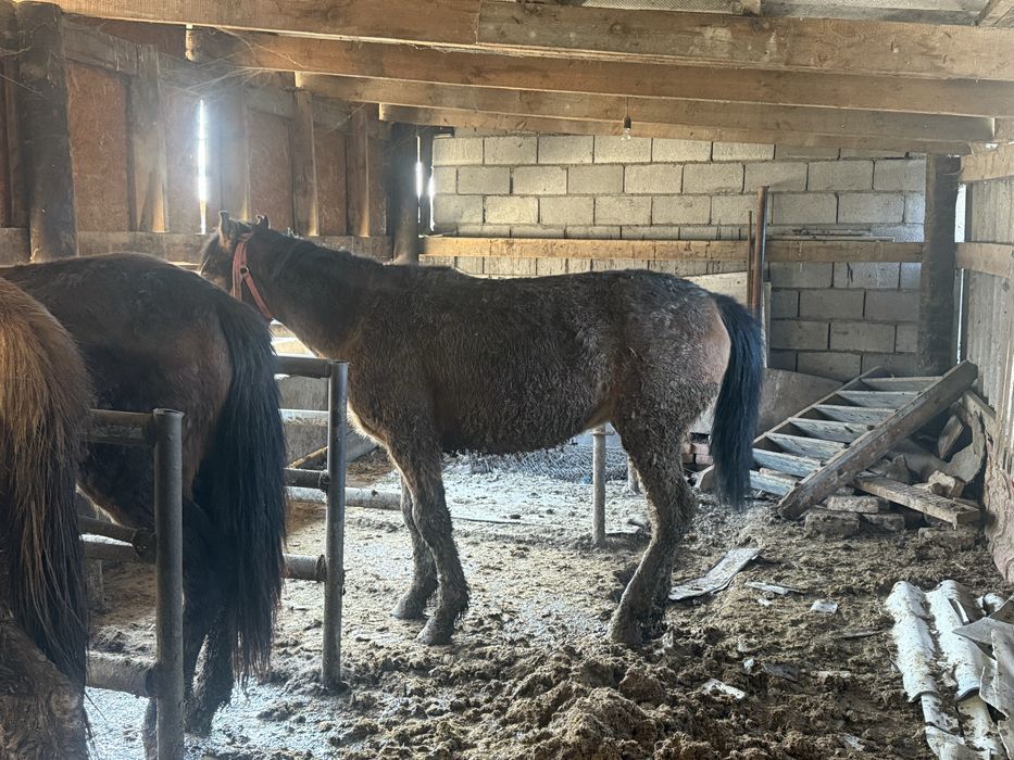 СЕМІЗ Құнан және Дөнен сатылады