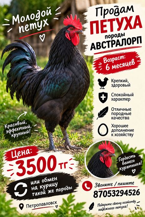 Петух австралорп