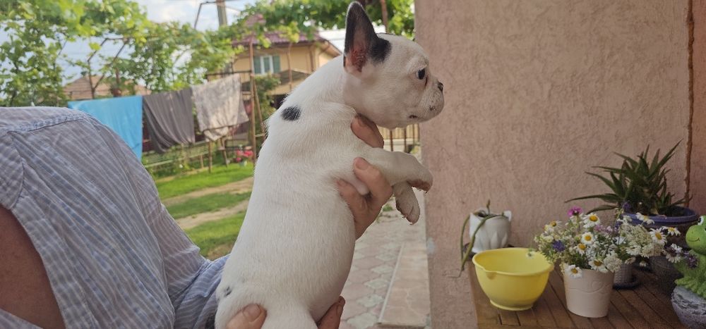 Bulldog francez mascul
