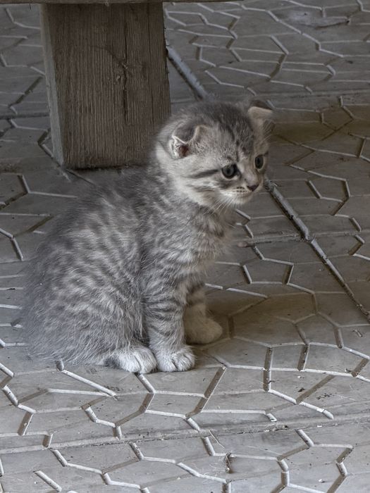 Животные котята Шотландские вислоухие