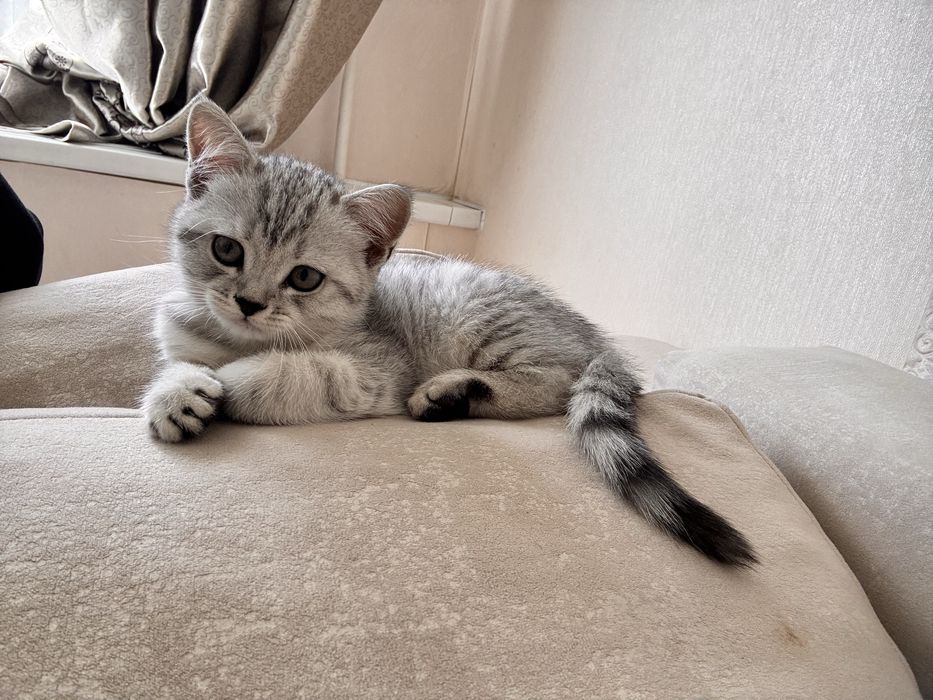 Продам котенка девочка
