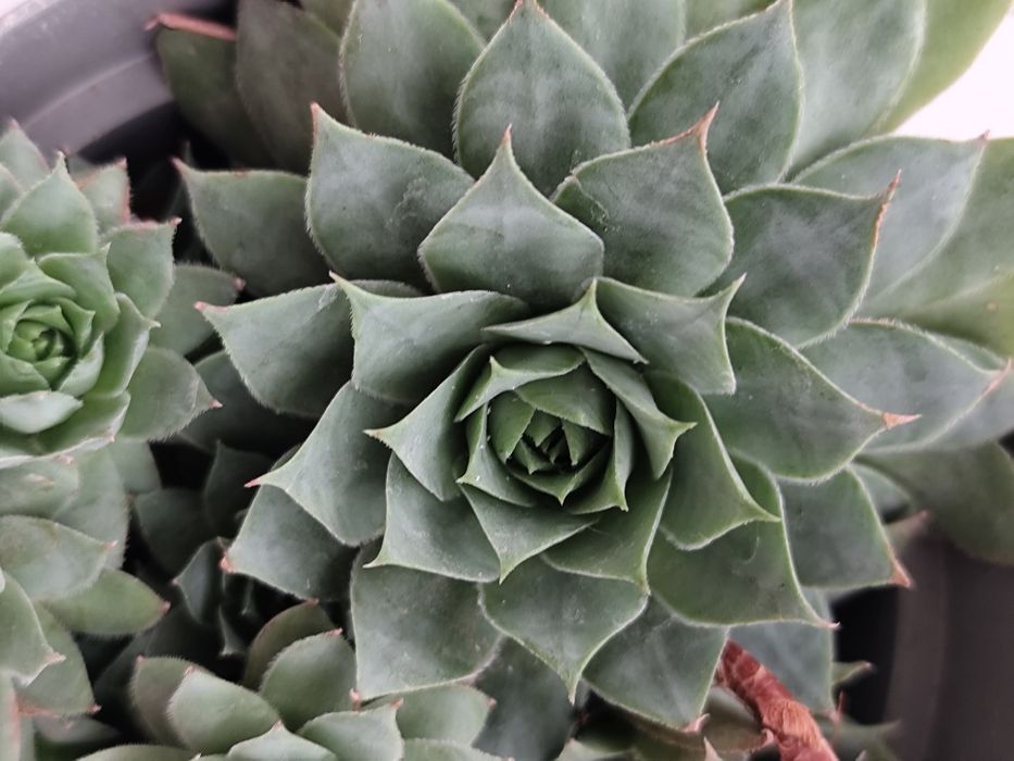 2 ghivece cu Sempervivum