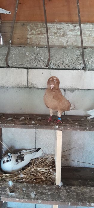 Porumbei de vânzare