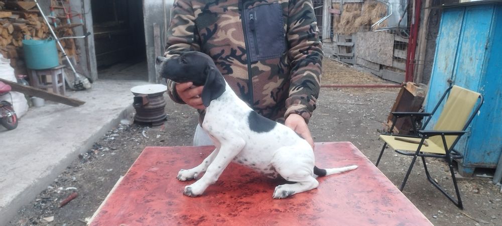 vand catei pointer